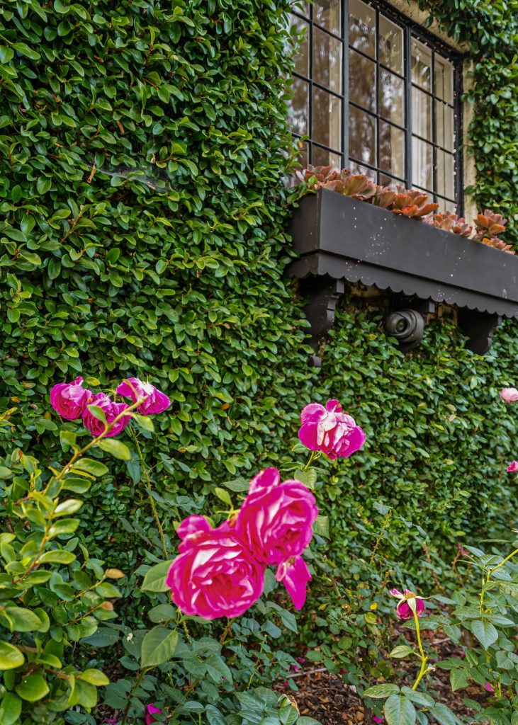Rows of several varieties of rose bushes surround the property (some of which date back 100 years).